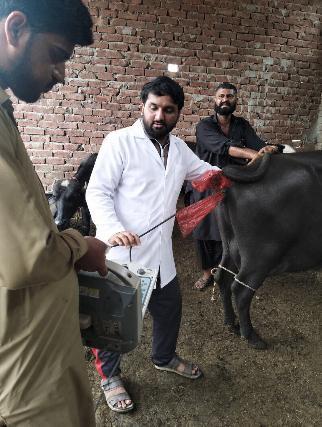 🐄 امانت ڈیری فیڈ کی جانب سے فارمرز کے لیے مفت الٹراساؤنڈ سہولت